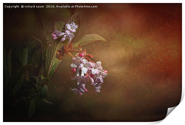 Spring Blossom Print by richard sayer