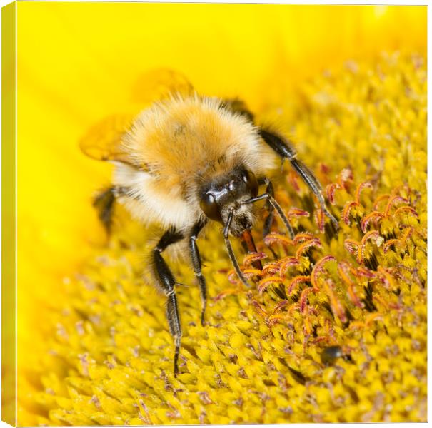 BumbleBee lunchtime Canvas Print by Iain Leadley