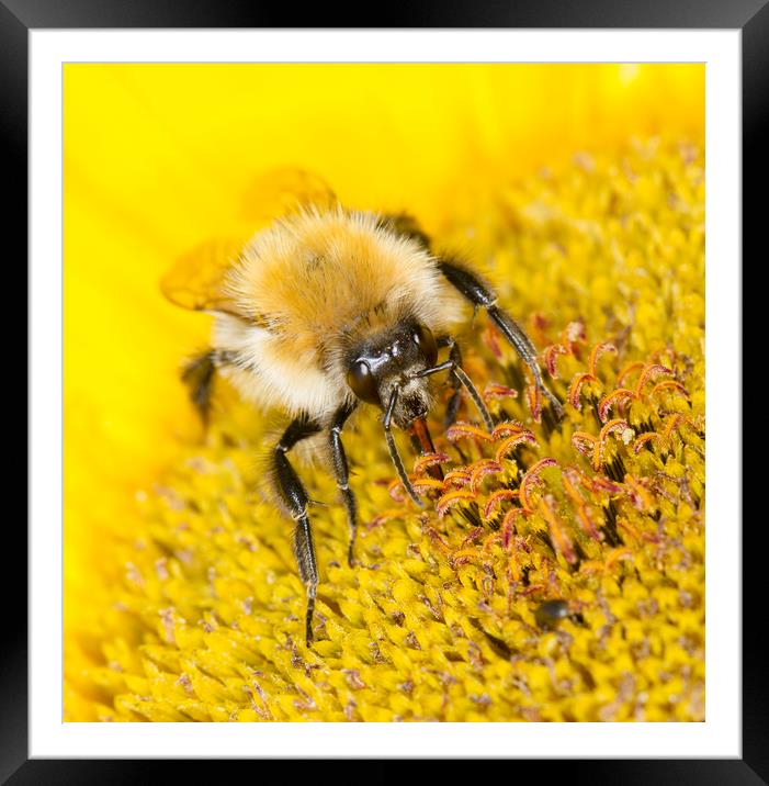 BumbleBee lunchtime Framed Mounted Print by Iain Leadley