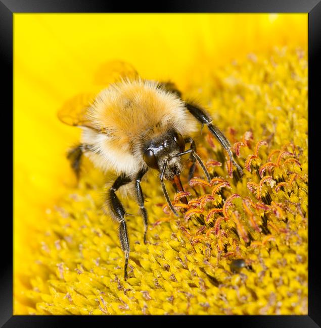 BumbleBee lunchtime Framed Print by Iain Leadley