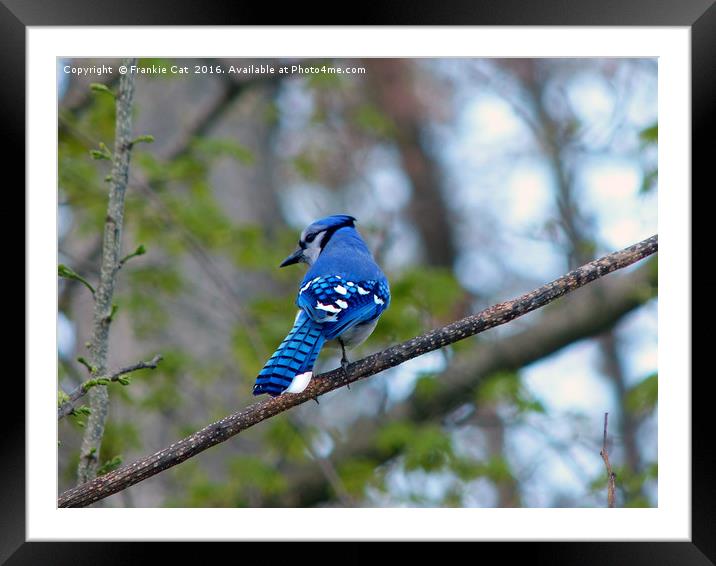 Showing his Colors Framed Mounted Print by Frankie Cat