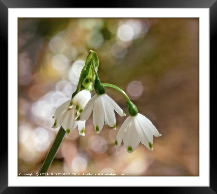 "GIANT SNOWDROPS IN THE SUNSHINE" Framed Mounted Print by ROS RIDLEY