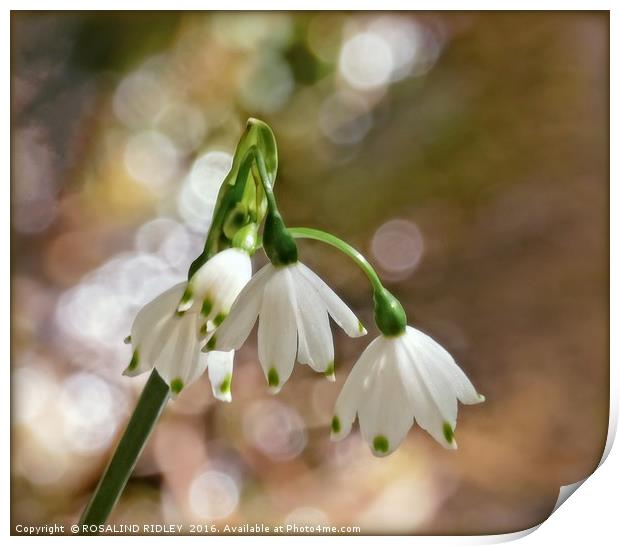 "GIANT SNOWDROPS IN THE SUNSHINE" Print by ROS RIDLEY
