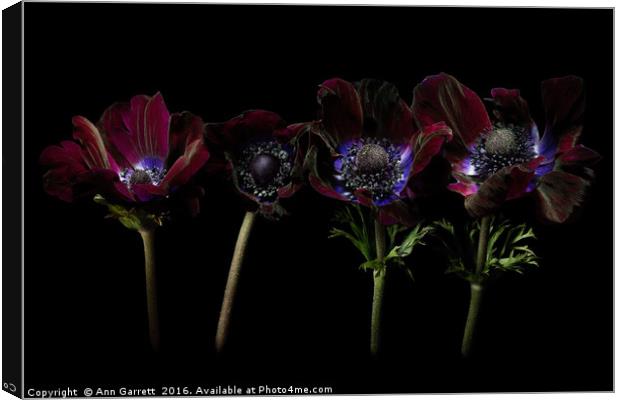 Four Anemones in a Row Canvas Print by Ann Garrett