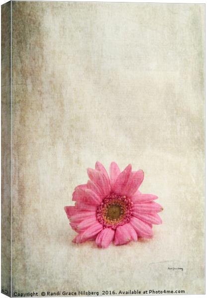 Single Pink Canvas Print by Randi Grace Nilsberg