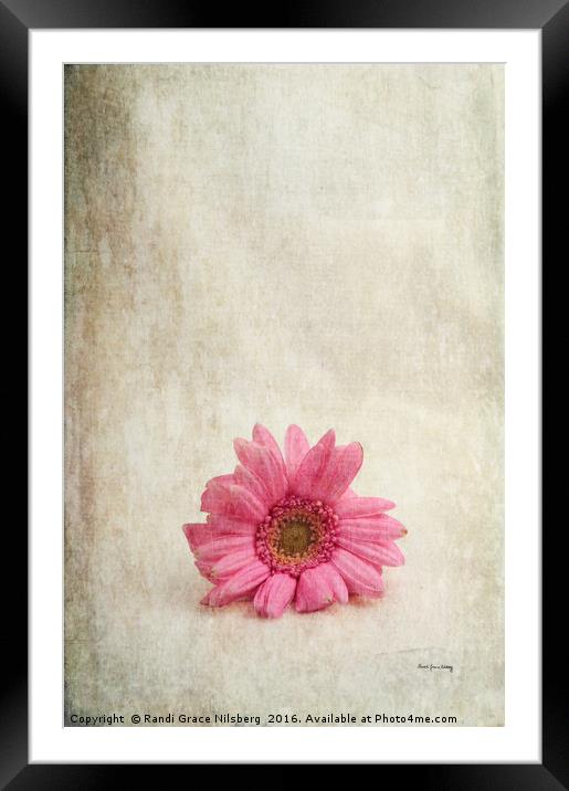 Single Pink Framed Mounted Print by Randi Grace Nilsberg