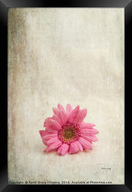 Single Pink Framed Print by Randi Grace Nilsberg