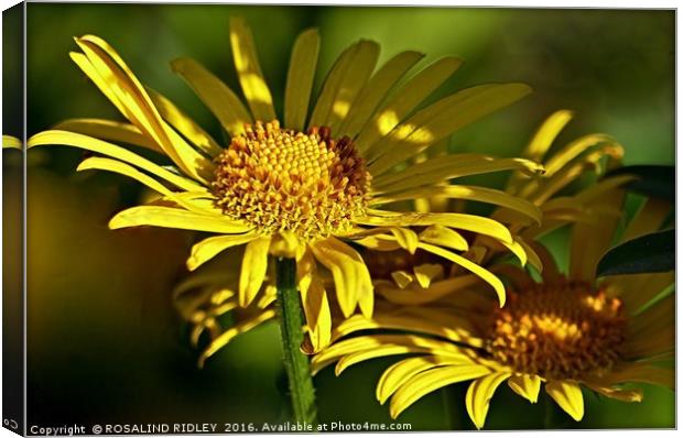 "GOLDEN SHADOWS" Canvas Print by ROS RIDLEY
