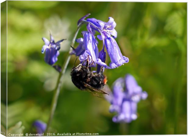 Buzzy Bee On Bluebells Canvas Print by Susie Peek