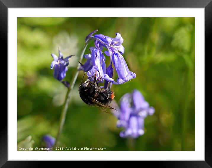 Buzzy Bee On Bluebells Framed Mounted Print by Susie Peek
