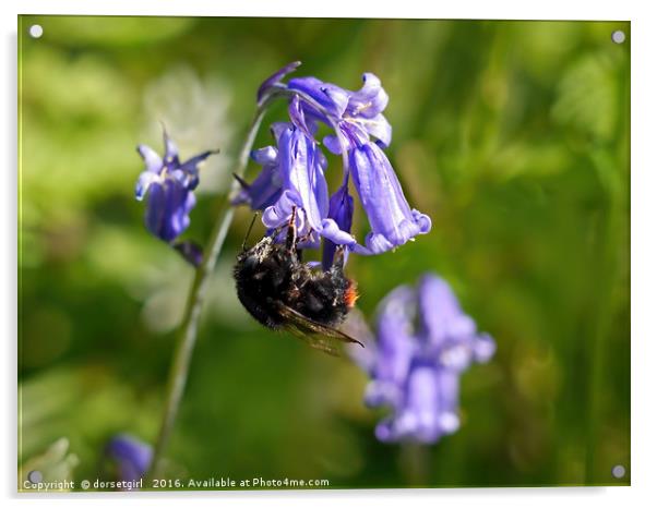 Buzzy Bee On Bluebells Acrylic by Susie Peek
