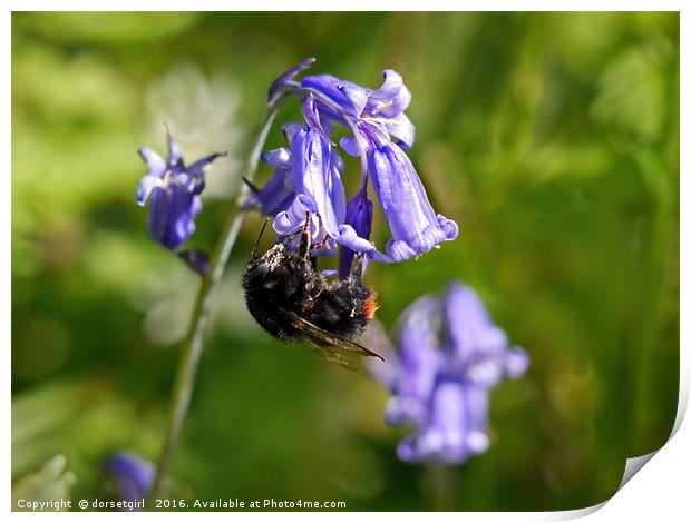 Buzzy Bee On Bluebells Print by Susie Peek