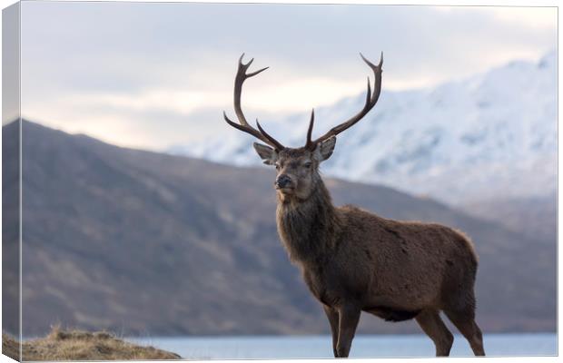 Red Deer Stag in Highland Scotland Canvas Print by Derek Beattie
