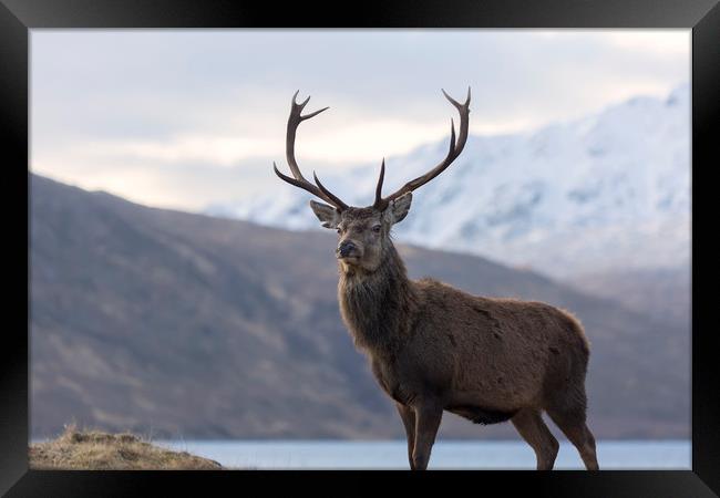 Red Deer Stag in Highland Scotland Framed Print by Derek Beattie