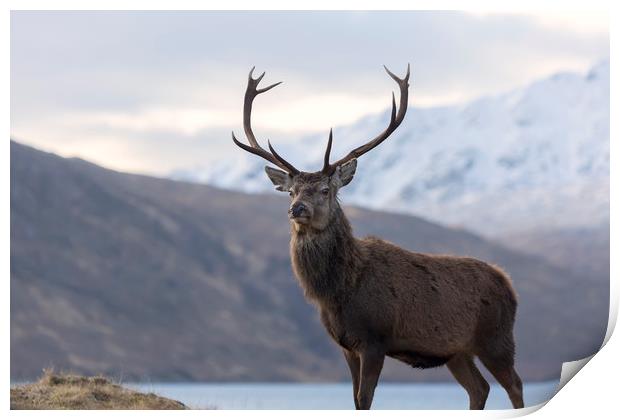 Red Deer Stag in Highland Scotland Print by Derek Beattie
