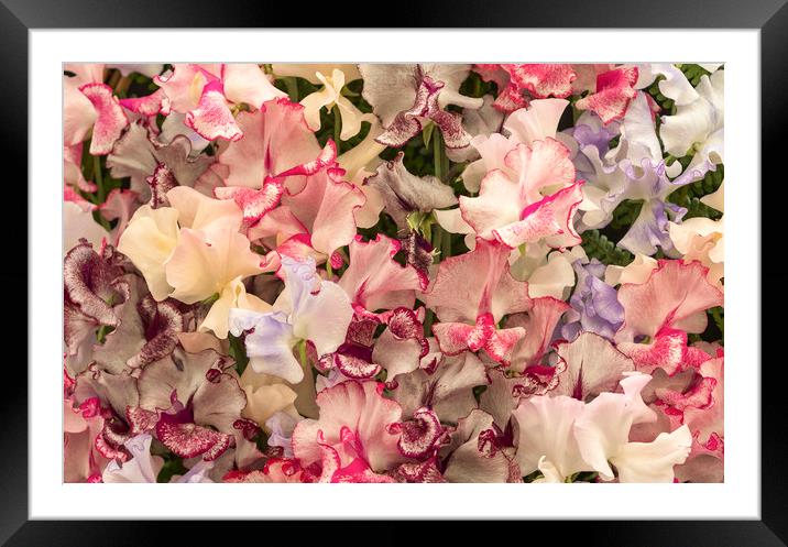 Harlequin Sweet Pea Flowers    Framed Mounted Print by chris smith
