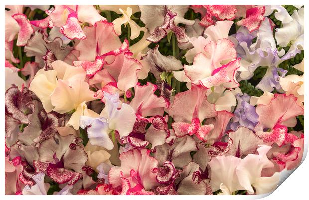 Harlequin Sweet Pea Flowers    Print by chris smith