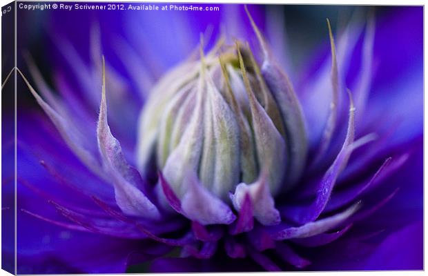 Clematis Heart Canvas Print by Roy Scrivener
