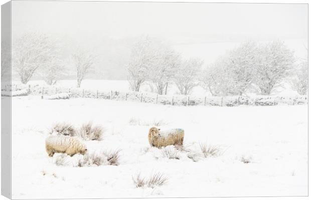 Sheep in the Snow  Canvas Print by chris smith