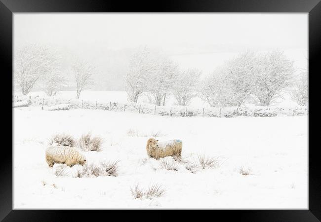 Sheep in the Snow  Framed Print by chris smith
