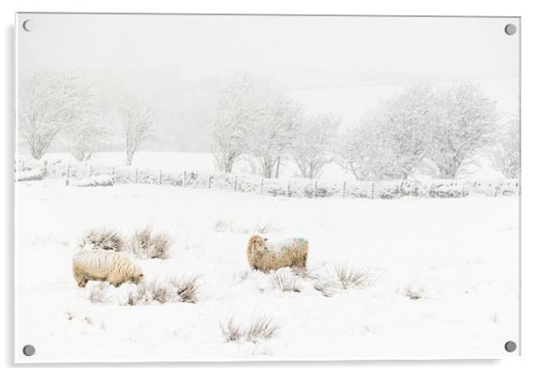 Sheep in the Snow  Acrylic by chris smith