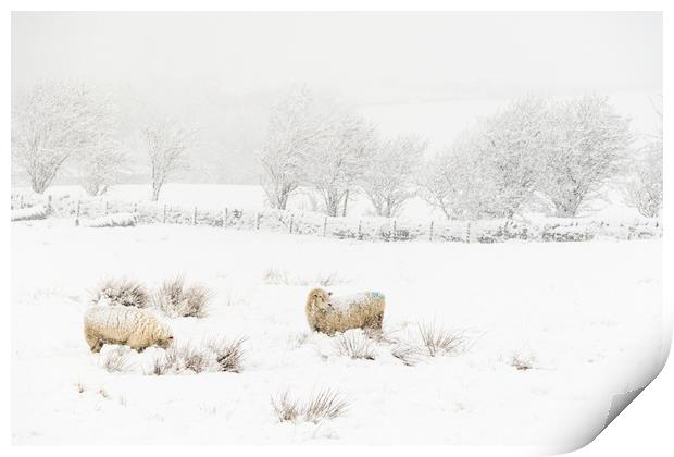 Sheep in the Snow  Print by chris smith