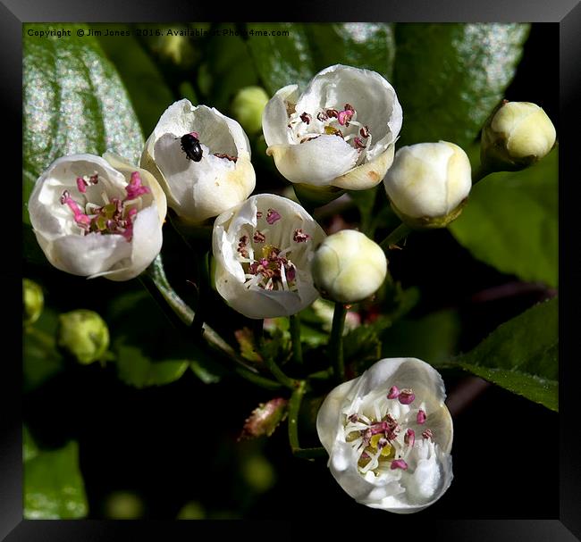 Hawthorne Blossom Framed Print by Jim Jones