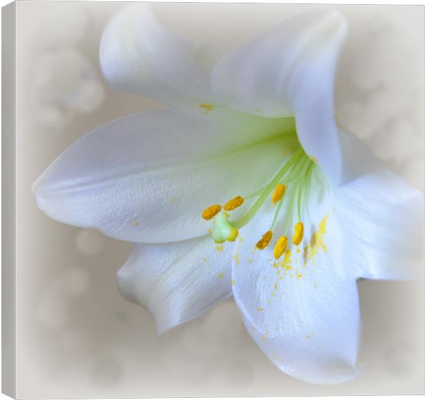 lily white Canvas Print by sue davies