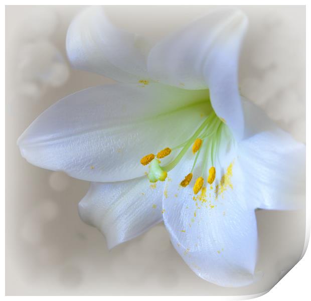 lily white Print by sue davies