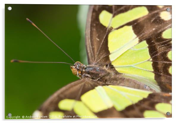 Malachite butterfly Acrylic by Andrew Bartlett