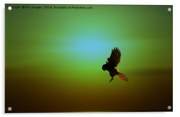 Kestrel in the air Acrylic by Derrick Fox Lomax