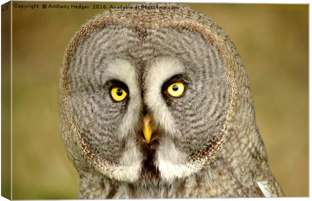 THe Great Grey Owl Canvas Print by Anthony Hedger