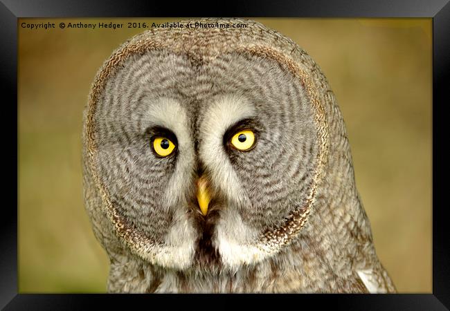 THe Great Grey Owl Framed Print by Anthony Hedger