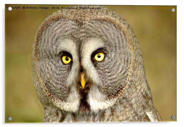 THe Great Grey Owl Acrylic by Anthony Hedger