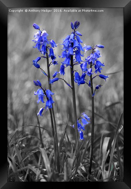 Bluebell Heads Framed Print by Anthony Hedger