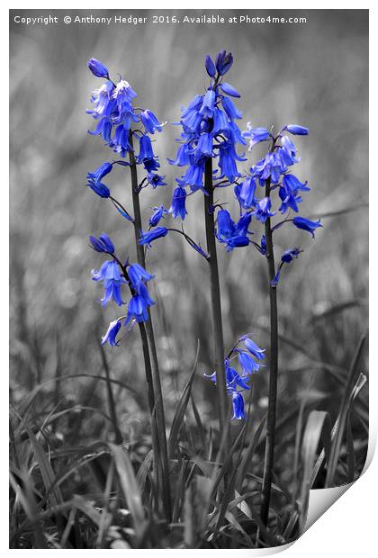 Bluebell Heads Print by Anthony Hedger