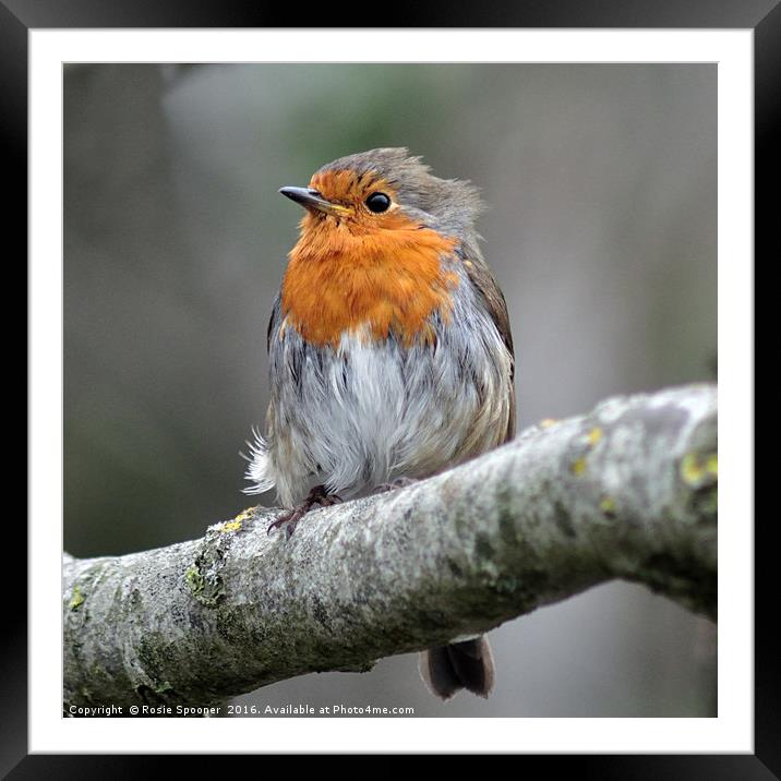 Robin with ruffled feathers on a windy day  Framed Mounted Print by Rosie Spooner