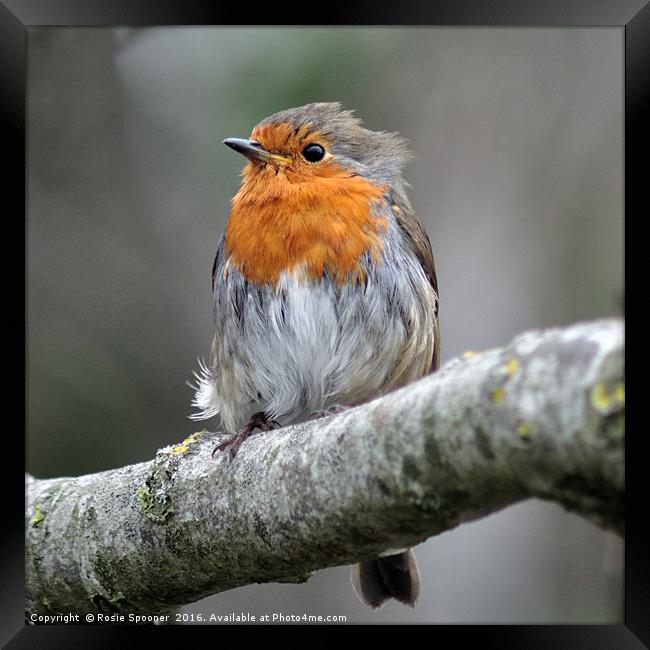 Robin with ruffled feathers on a windy day  Framed Print by Rosie Spooner
