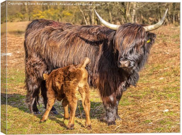 Highland Mother and Calf Canvas Print by Dave Rowlatt