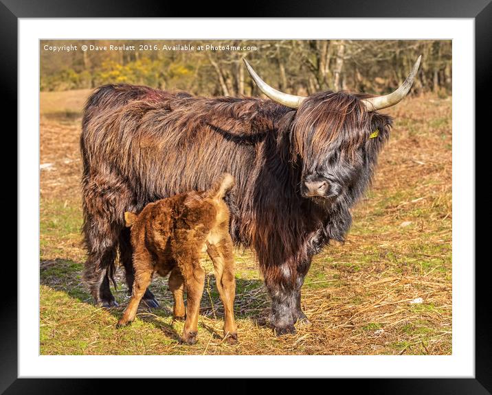 Highland Mother and Calf Framed Mounted Print by Dave Rowlatt