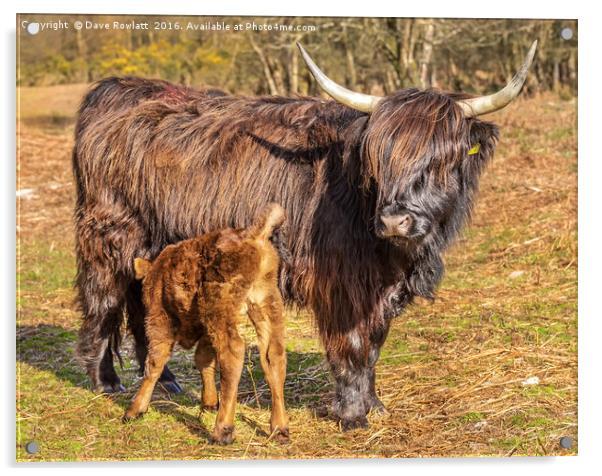Highland Mother and Calf Acrylic by Dave Rowlatt