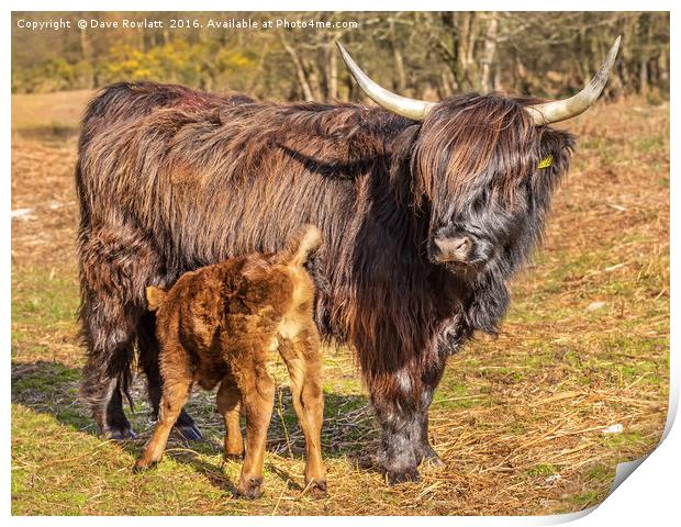Highland Mother and Calf Print by Dave Rowlatt