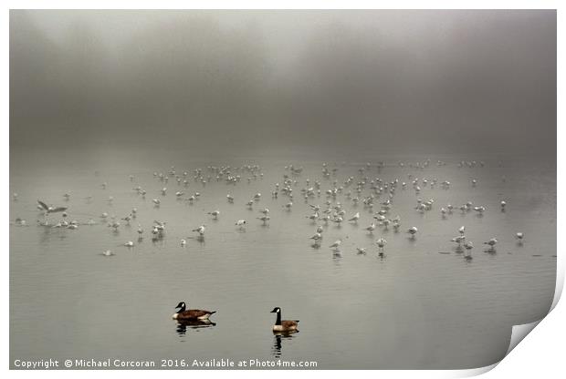 Birds Of Feather Print by Michael Corcoran