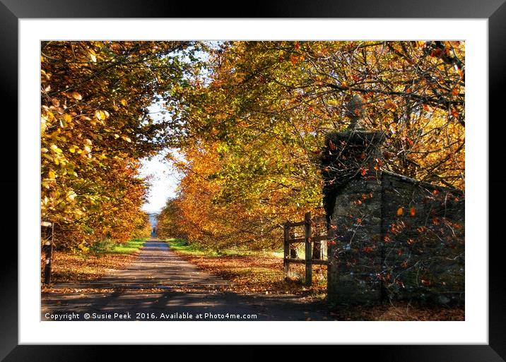 Autumn Drive - West Dorset Framed Mounted Print by Susie Peek