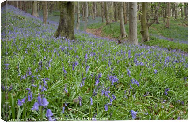 Margam Bluebell woods Canvas Print by Leighton Collins