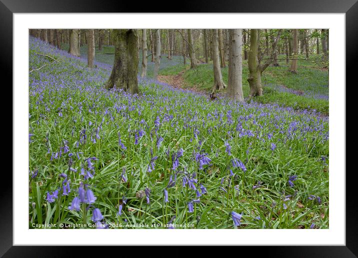 Margam Bluebell woods Framed Mounted Print by Leighton Collins