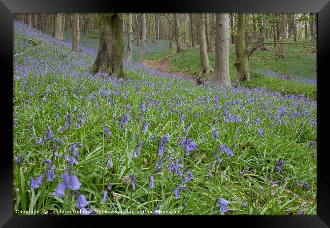 Margam Bluebell woods Framed Print by Leighton Collins