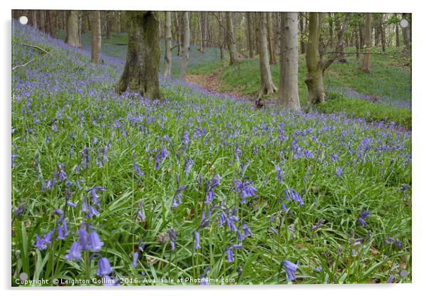 Margam Bluebell woods Acrylic by Leighton Collins