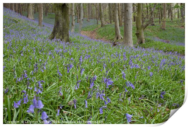 Margam Bluebell woods Print by Leighton Collins