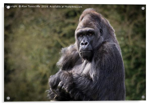 Silver back gorilla Acrylic by Alan Tunnicliffe